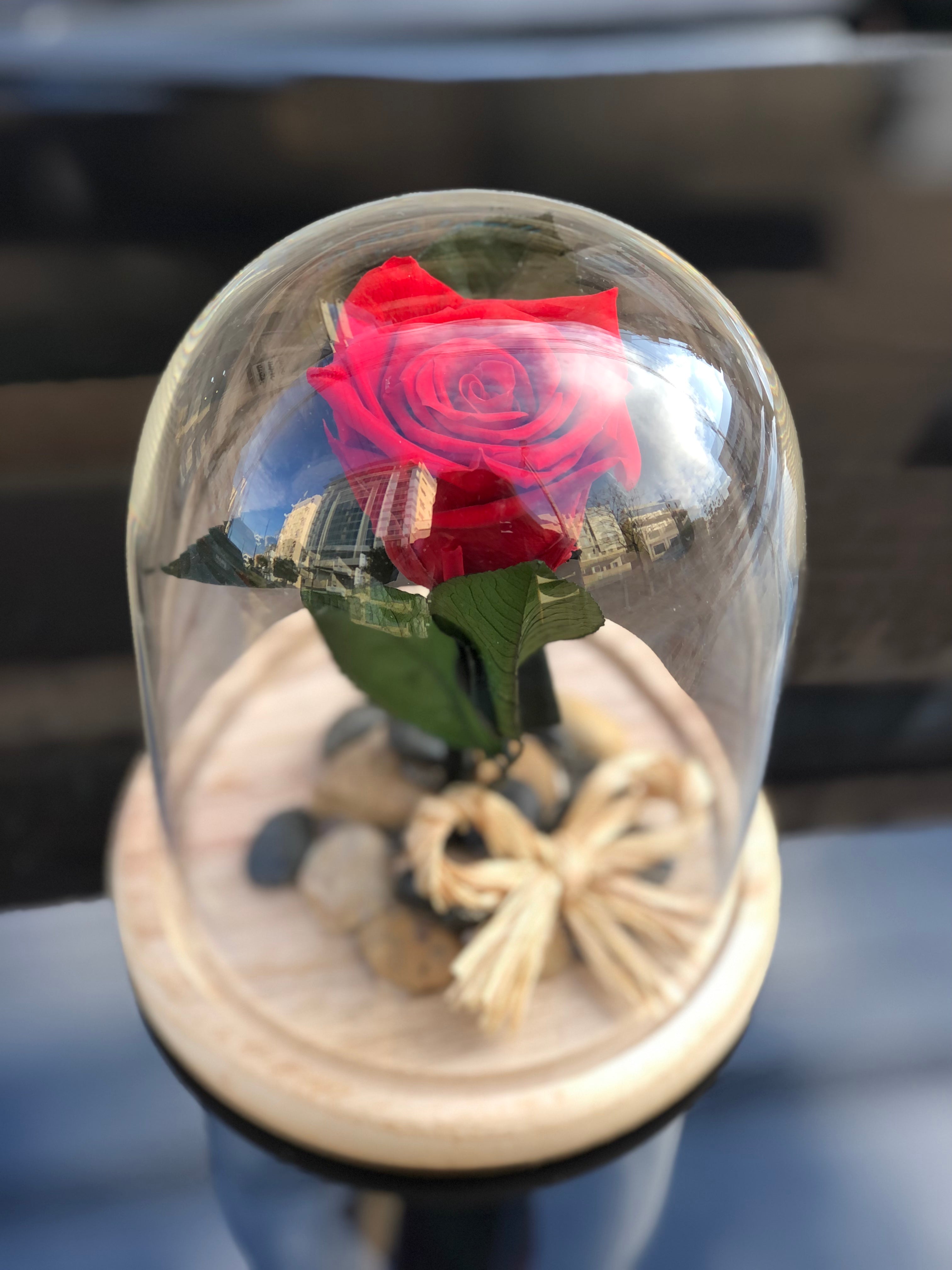 Classic ForEver Rose – Shireen Flowers